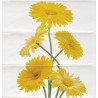 Cifre Ceramica Composicion Margarita Limon 30x30 dekor csempe szett (3 db)